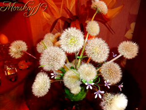 Одуванчики