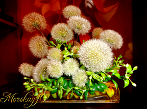 Одуванчики