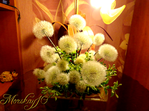 Одуванчики