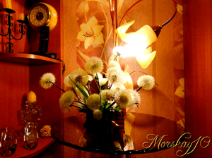 Одуванчики