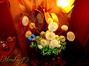 Одуванчики