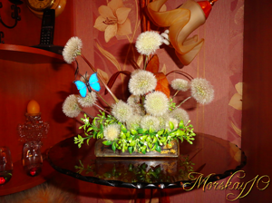 Одуванчики