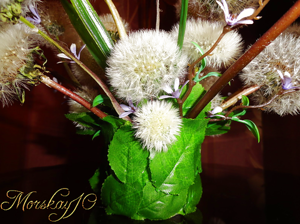 Одуванчики