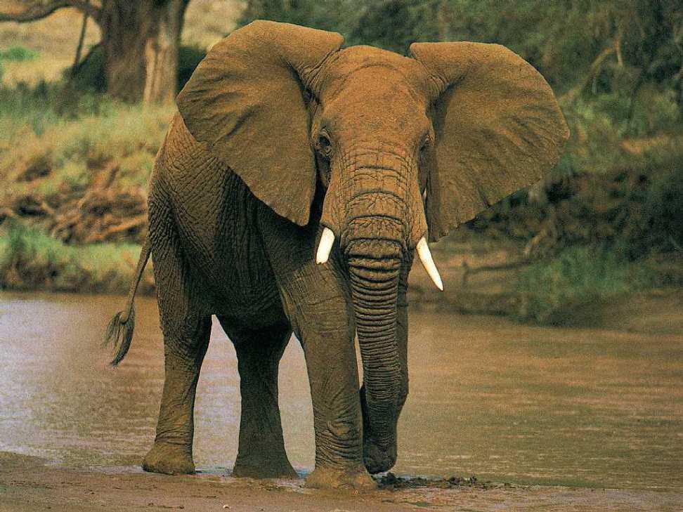 Шокирующая правда о том, зачем убивают слонов.
