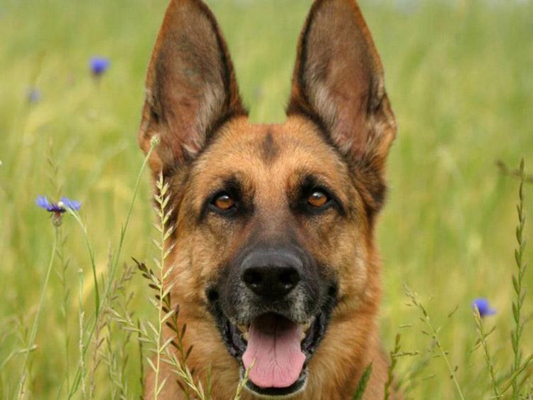 пёс, овчарка