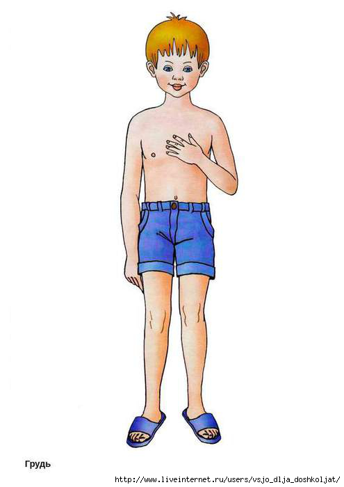 5111852_chastitela16grud (495x700, 66Kb)