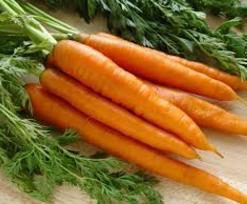Расстояние между растениями моркови