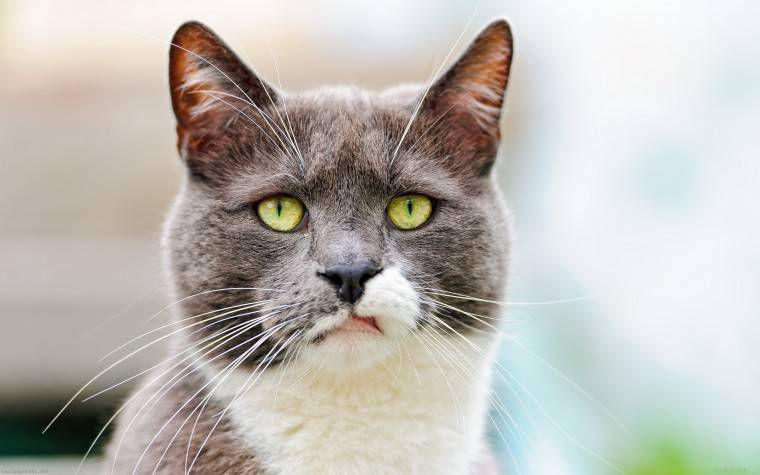 Народные приметы и суеверия о кошках