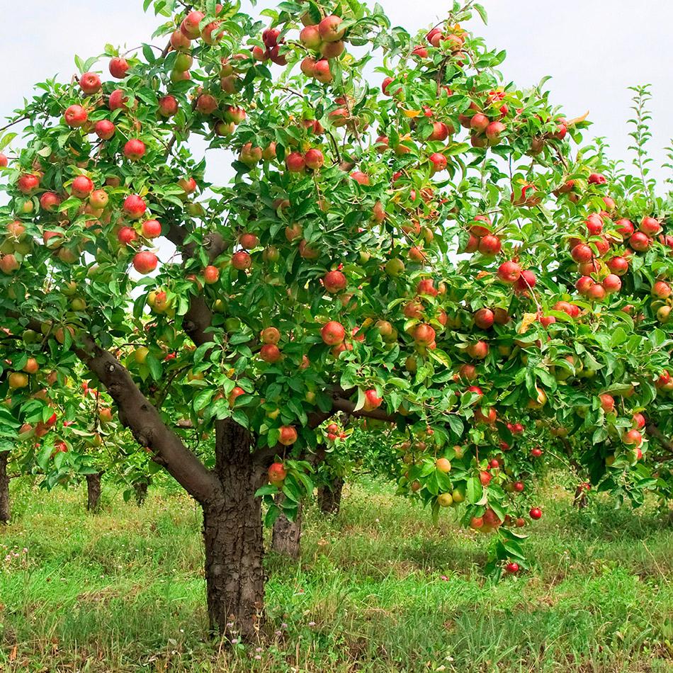 Весна или осень: когда лучше сажать яблоню в открытый грунт?