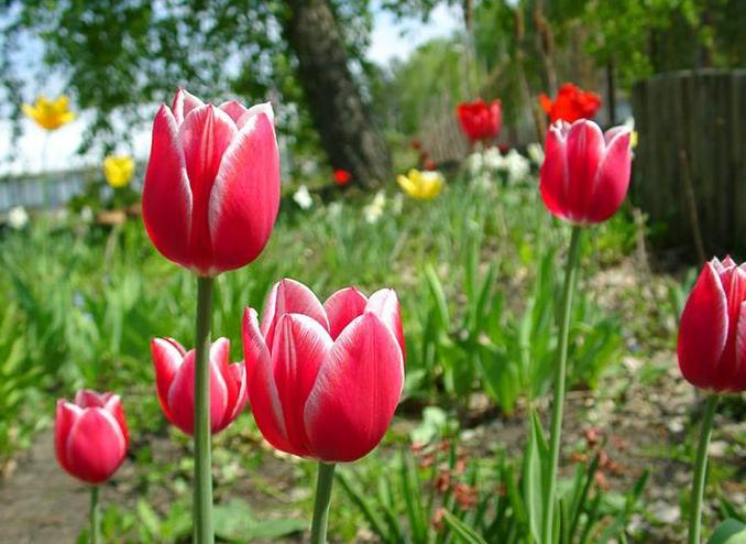 Цветник из тюльпанов: посадка, выращивание, хранение луковиц