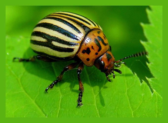 Проверенные народные способы борьбы с колорадскими жуками