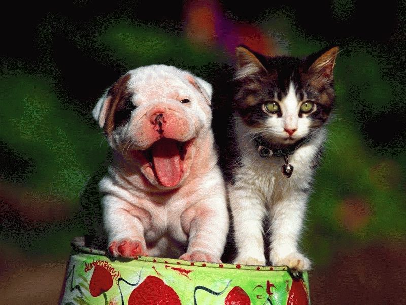 10 фактов о новорождённых котятах и щенках, которые надо знать!