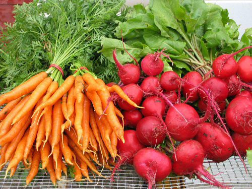 Чтобы свекла и морковь выросли сахарными (советы огородникам)
