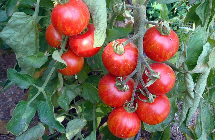 Ошибки, которые мешают вашим помидорам расти и развиваться!