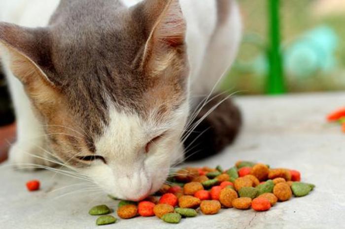 Питание кошек. Вся правда о сухом корме