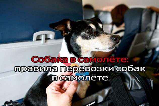 Как перевозить собаку в самолете!