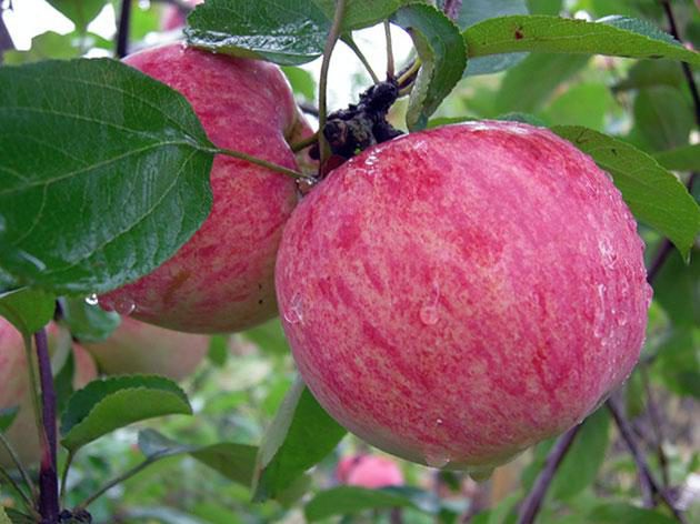 Зимостойкие сорта яблонь, груши и черешен