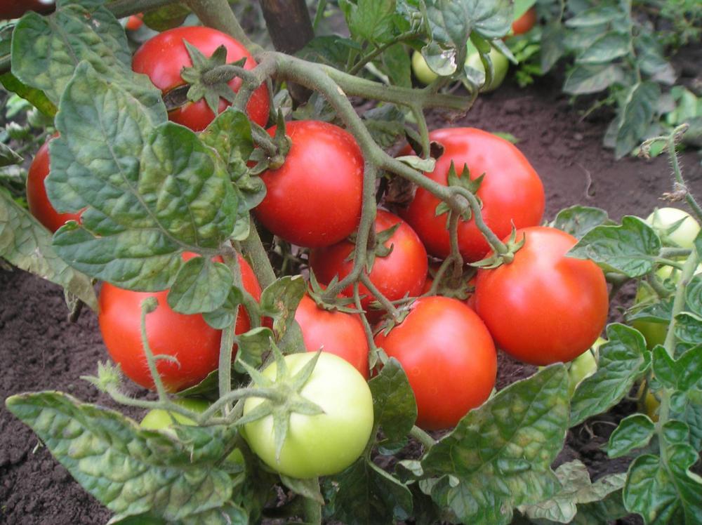 Все о пасынковании помидор. Листва у томатов - удалять или нет?