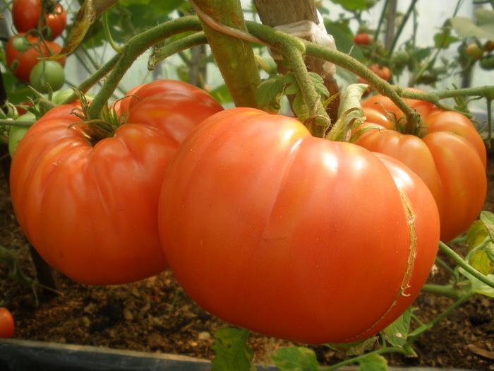 Все о пасынковании помидор. Листва у томатов - удалять или нет?