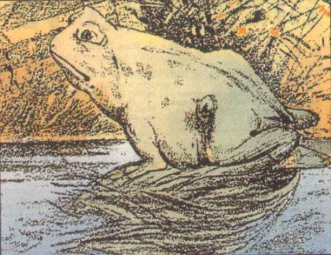 оптические иллюзии