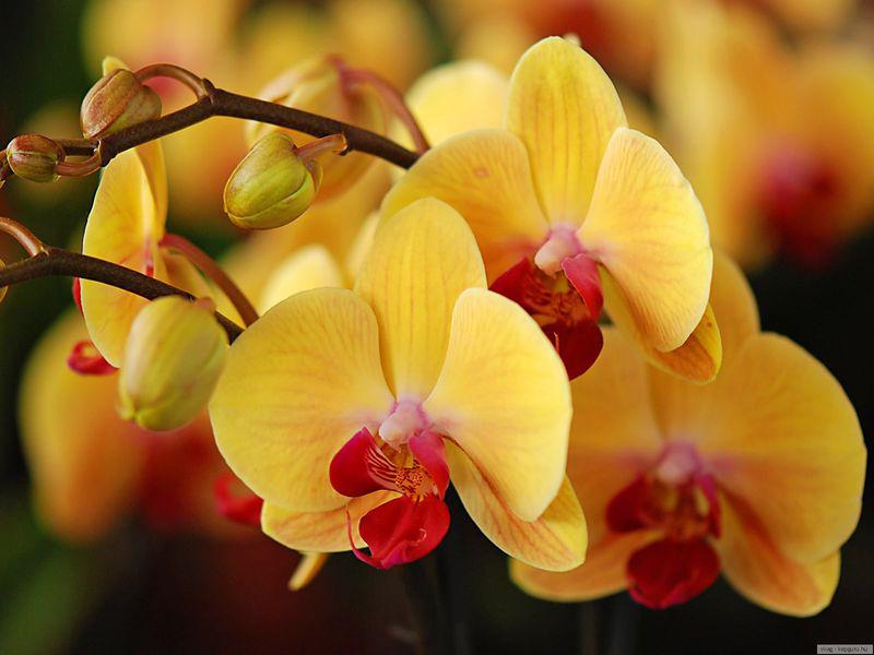 Орхидеи - все секреты ухода