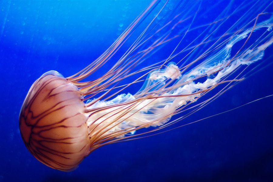 Пять малоизвестных фактов о медузах