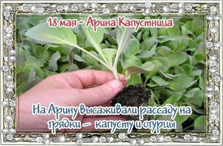 Арина капустница картинки