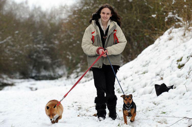 lisy-odnoy-istoriya-kartinki-koshki-sobaki-smeshnye-zhivotnye-kote