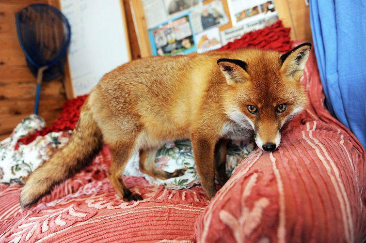 lisy-odnoy-istoriya-kartinki-koshki-sobaki-smeshnye-zhivotnye-kote