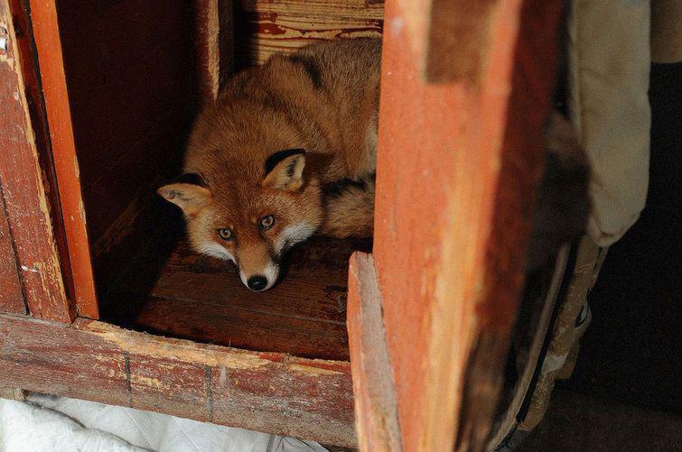 lisy-odnoy-istoriya-kartinki-koshki-sobaki-smeshnye-zhivotnye-kote