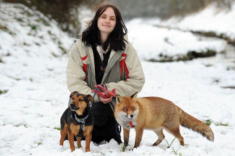 lisy-odnoy-istoriya-kartinki-koshki-sobaki-smeshnye-zhivotnye-kote