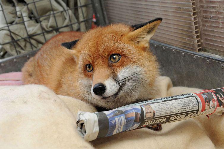 lisy-odnoy-istoriya-kartinki-koshki-sobaki-smeshnye-zhivotnye-kote