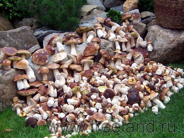 Как вырастить грибы на даче!