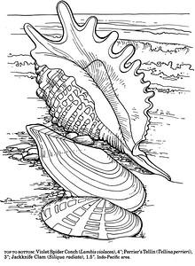 Морская тематика (раскраски)