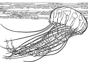 Морская тематика (раскраски)
