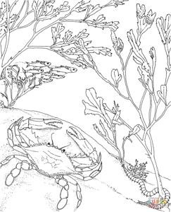 Морская тематика (раскраски)