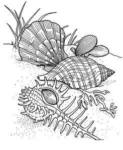 Морская тематика (раскраски)