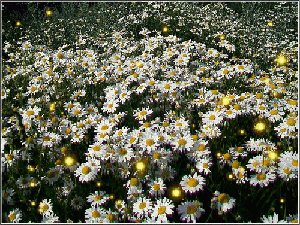 Лето, анимация