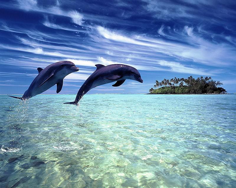 Неразгаданные тайны дельфинов