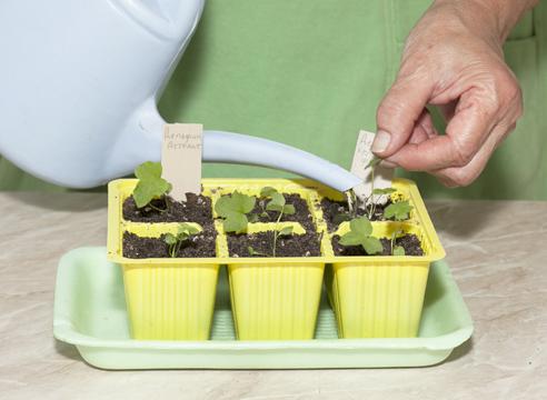 выращивание дельфиниума из семян, полив сеянцев после пикировки