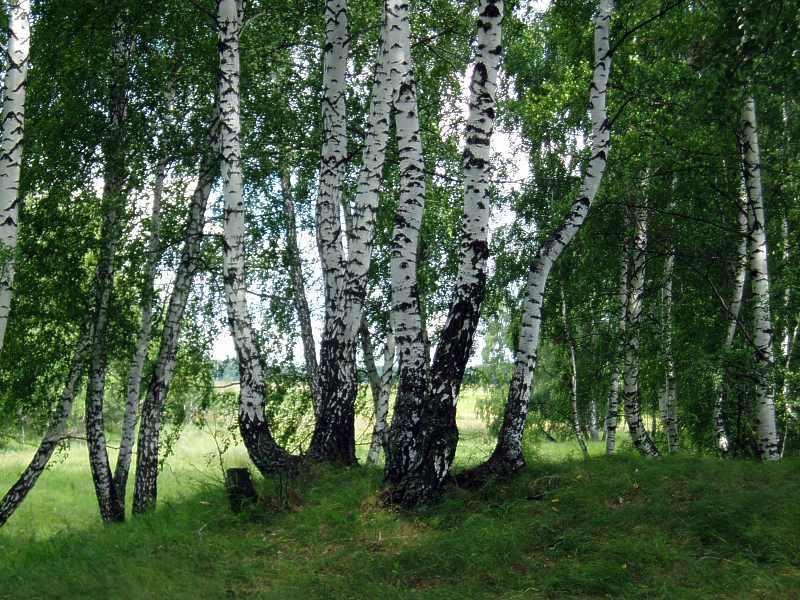 Картинки про березу