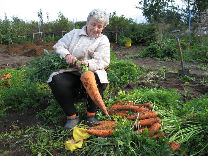 Морковь - сеем, лечим, прореживаем