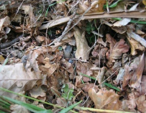 Тест на внимательность – найди кота! )))