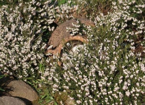 Тест на внимательность – найди кота! )))