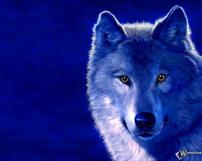 Волки: загадочный мир серого хищника