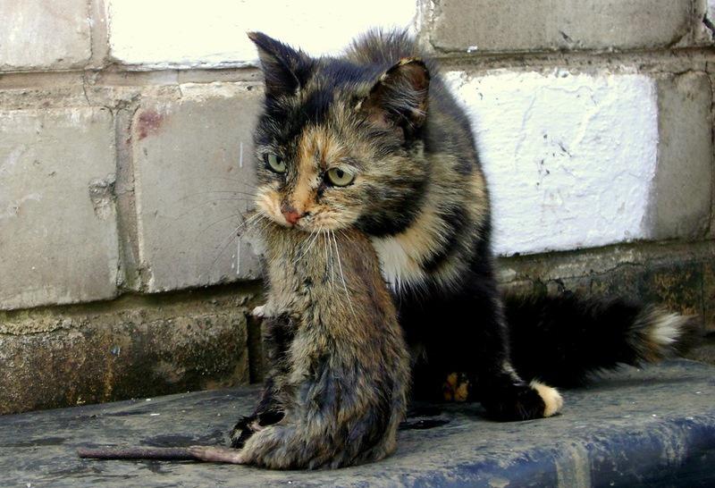 Коты в блокадном ленинграде фото