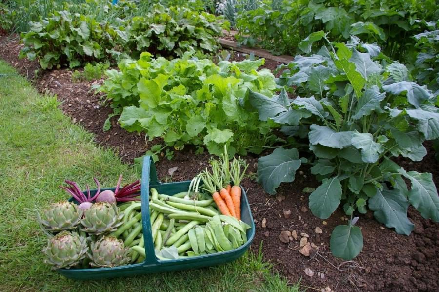 Какие овощи можно выращивать в тени?