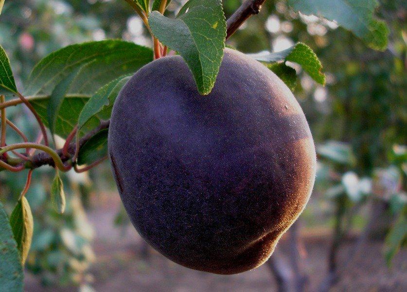 Абрикосоалыча или черный абрикос (сорта и уход)