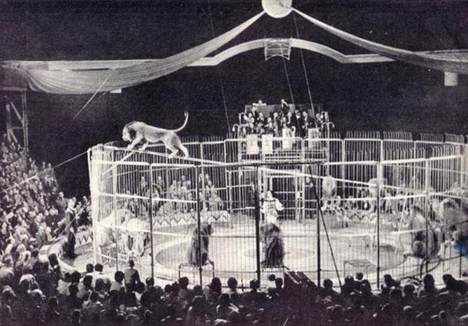 Первая советская дрессировщица: 40 лет наедине со львами