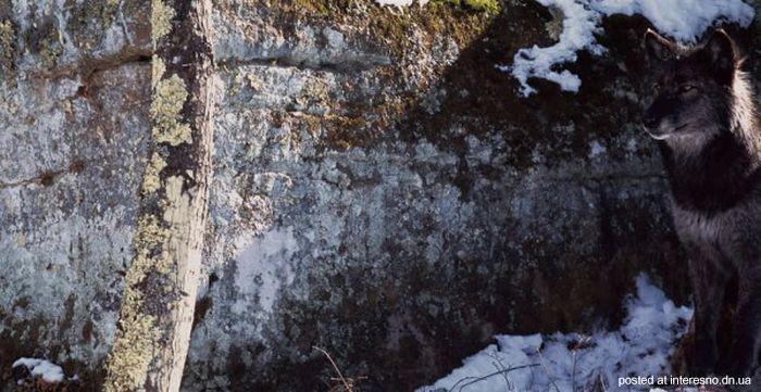 природный камуфляж